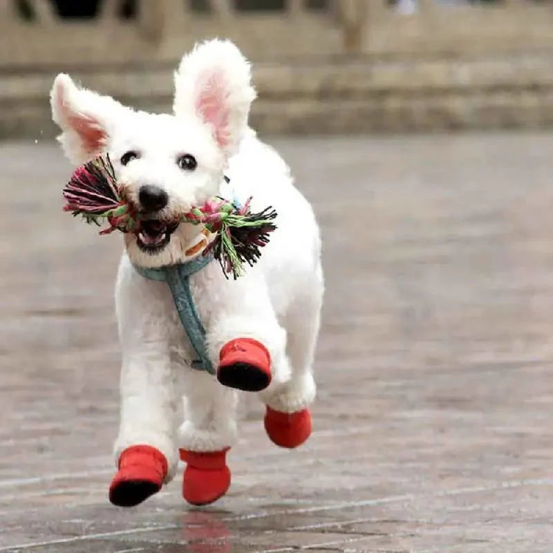 CozyPaws • Dog Waterproof Boots